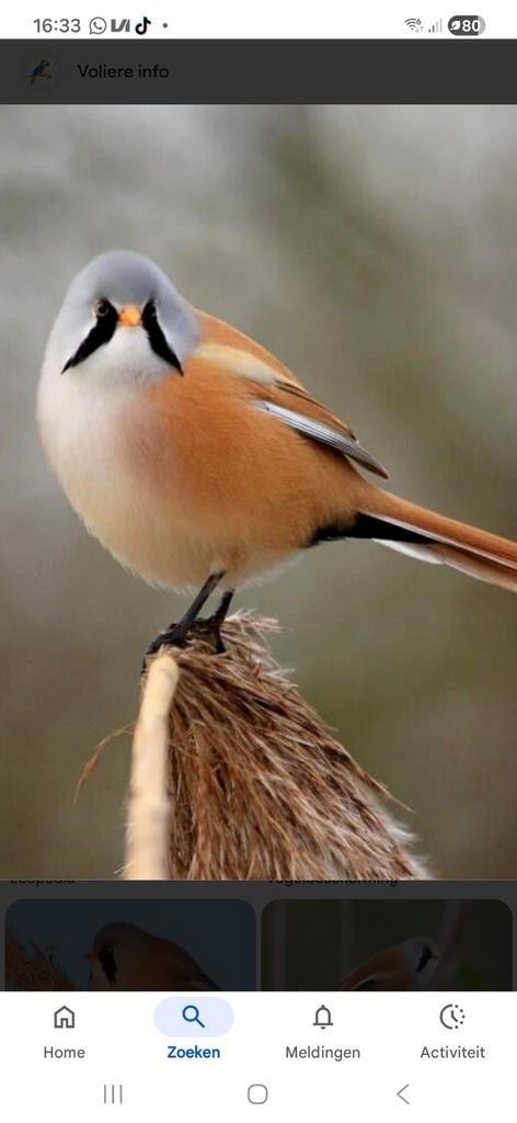 Baardman Man te koop, Dieren en Toebehoren, Mannelijk