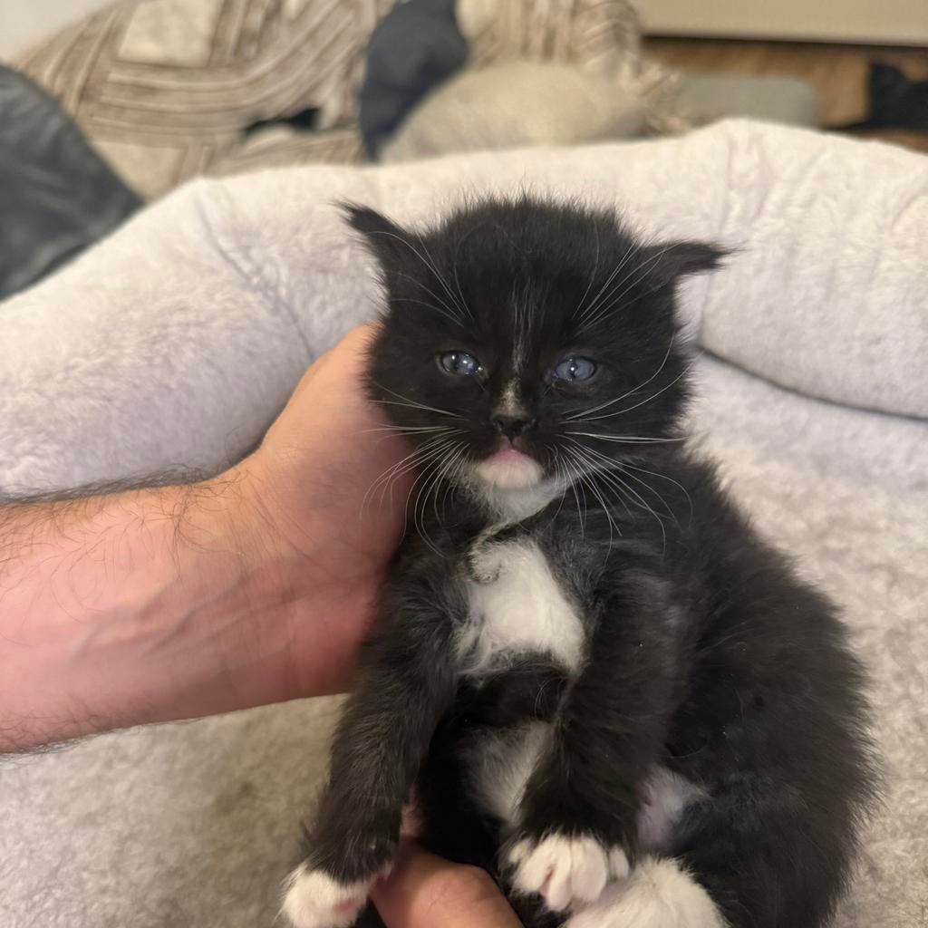 Maine Coon XXL Russische Bloedlijn Kittens, Meerdere dieren, Gechipt