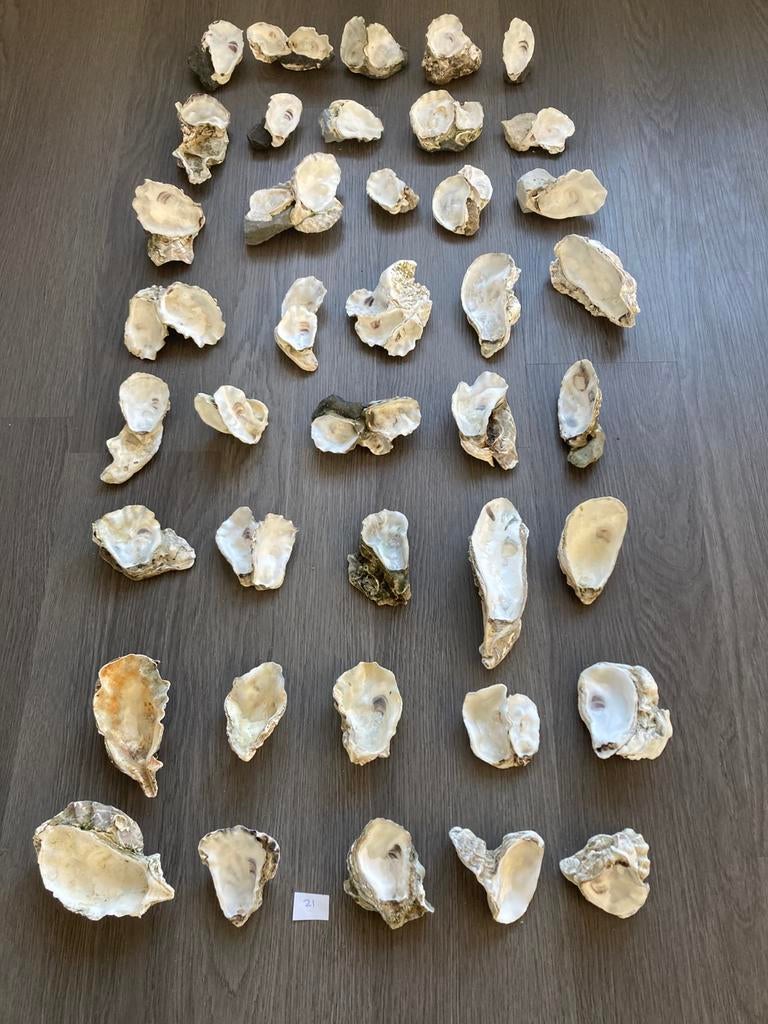 Oesterschelpen, Ophalen of Verzenden