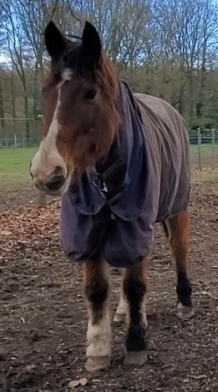 Leuk, lief en betrouwbaar coach/wandel/therapiepaard., E pony (1.48m - 1.57m), Ruin, 11 jaar of ouder, Recreatiepony