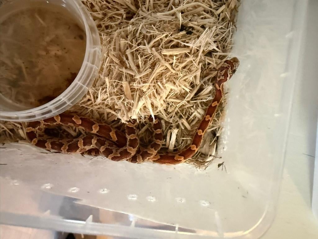 Jonge rattenslang Rat Snake - male for sale from Ruben los