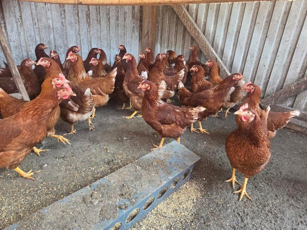 Te koop jongelegkippen, Vrouwelijk, Kip