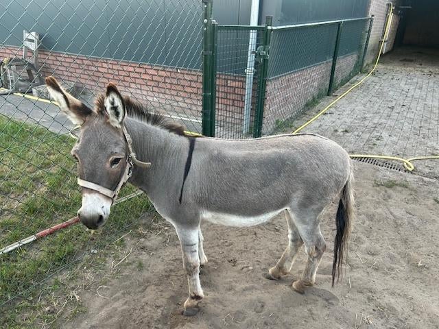 mini ezel, Juni, Meerdere dieren