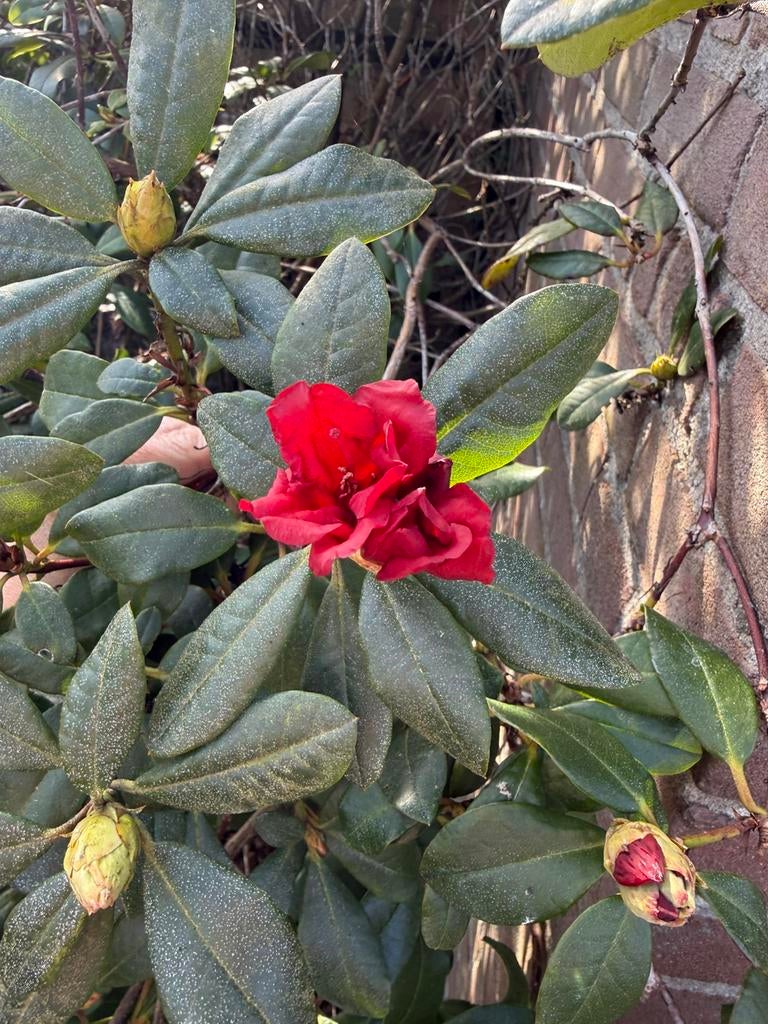 Gratis Rhododendron, Ophalen, Overige soorten, Halfschaduw