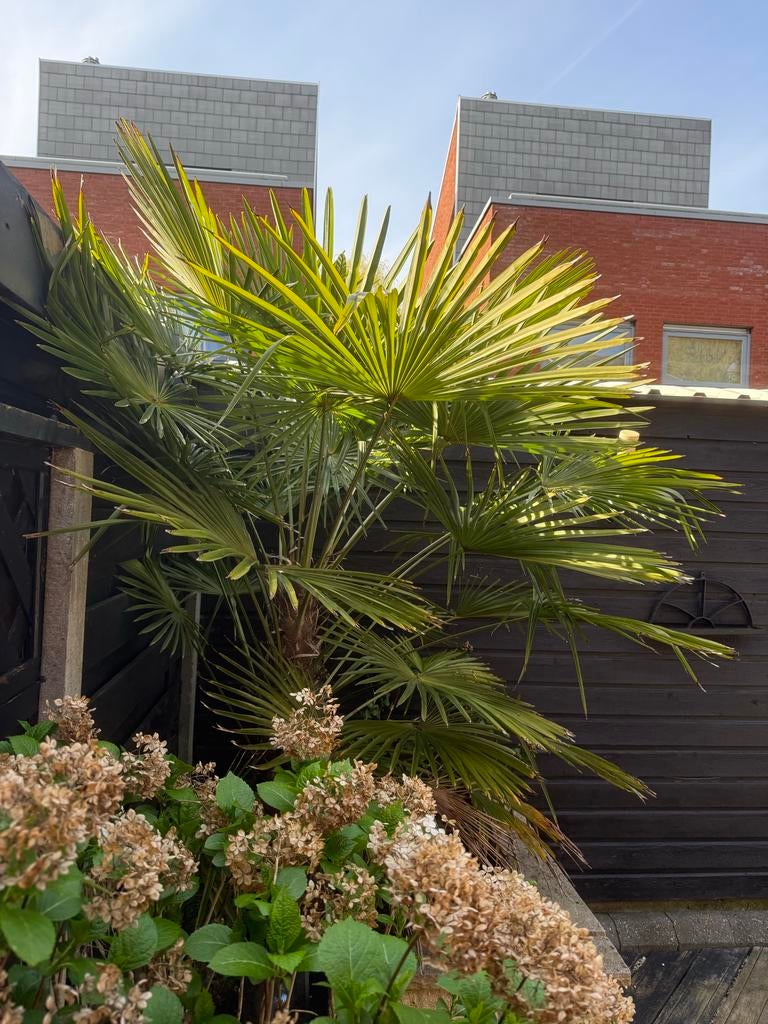 Palmboom, Volle zon, Vaste plant, Bloeit niet, Ophalen