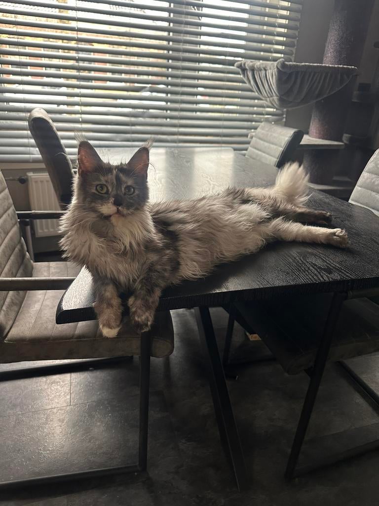 Maine Coon poesje, Poes, Met stamboom, 0 tot 2 jaar