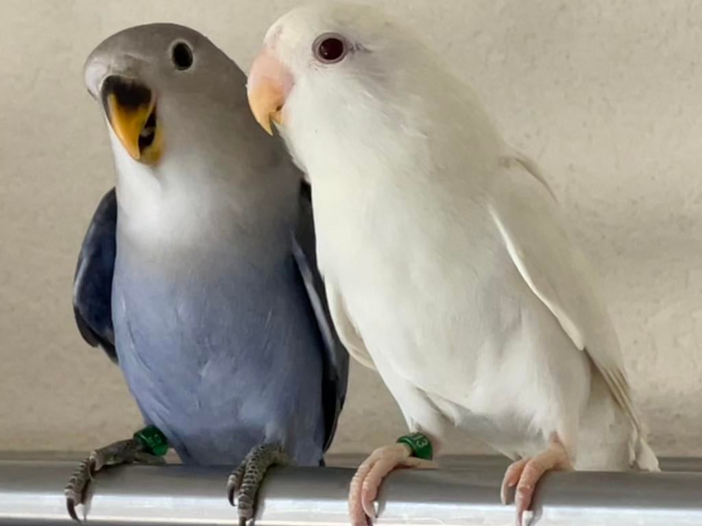 Prachtige jonge en Hand Tammme Lieve Agapornis Dwergpapegaai, Meerdere dieren, Dwergpapegaai of Agapornis, Geringd