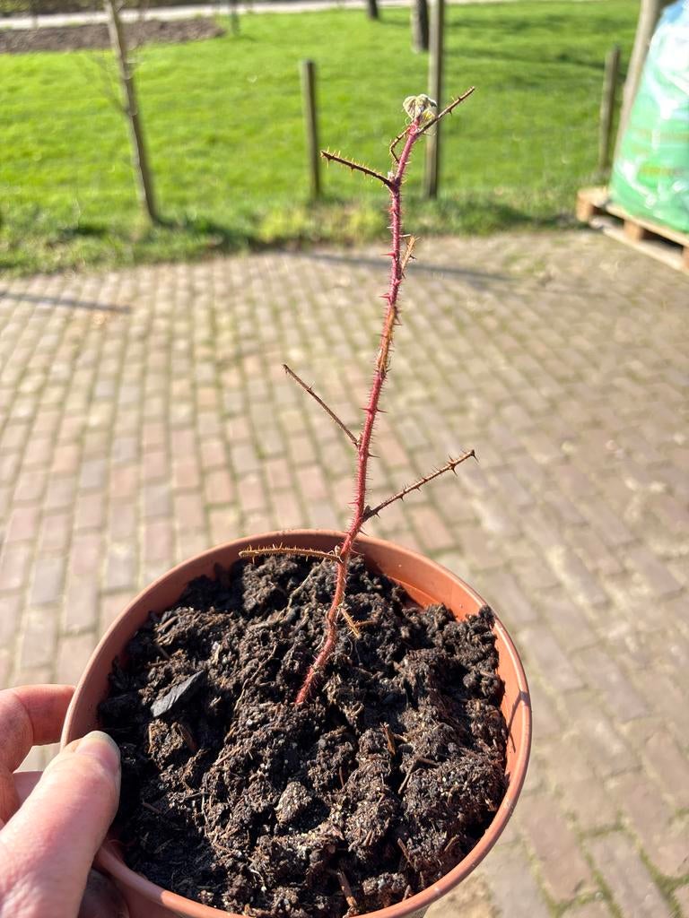Japanse wijnbes plantjes - Heerlijke kleine vruchten, Tuin en Terras, Ophalen, Vaste plant, Fruitplanten, Volle zon