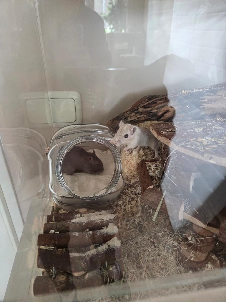 Gerbils incl gerbilarium te koop!, Dieren en Toebehoren, Februari, Mannelijk, Overige typen, Tam