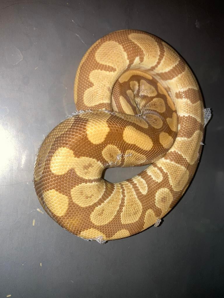 Ultramel het clown kweekman Ball Python - unknown for sale from Clabots Christophe