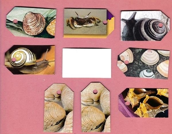 7925) schelpen, krabben, kreeften, slakken labeltjes, Ophalen of Verzenden, Zo goed als nieuw