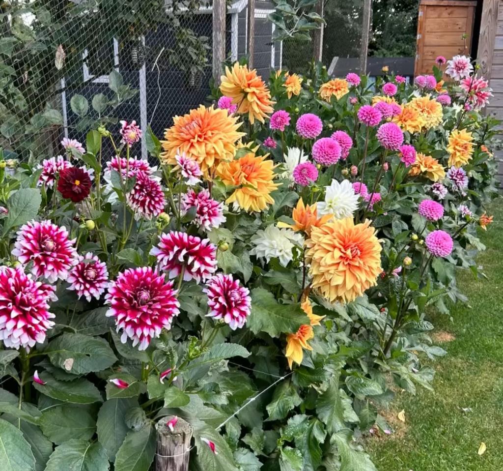 Dahlia knollen, Ophalen of Verzenden, Zomer, Overige soorten, Volle zon