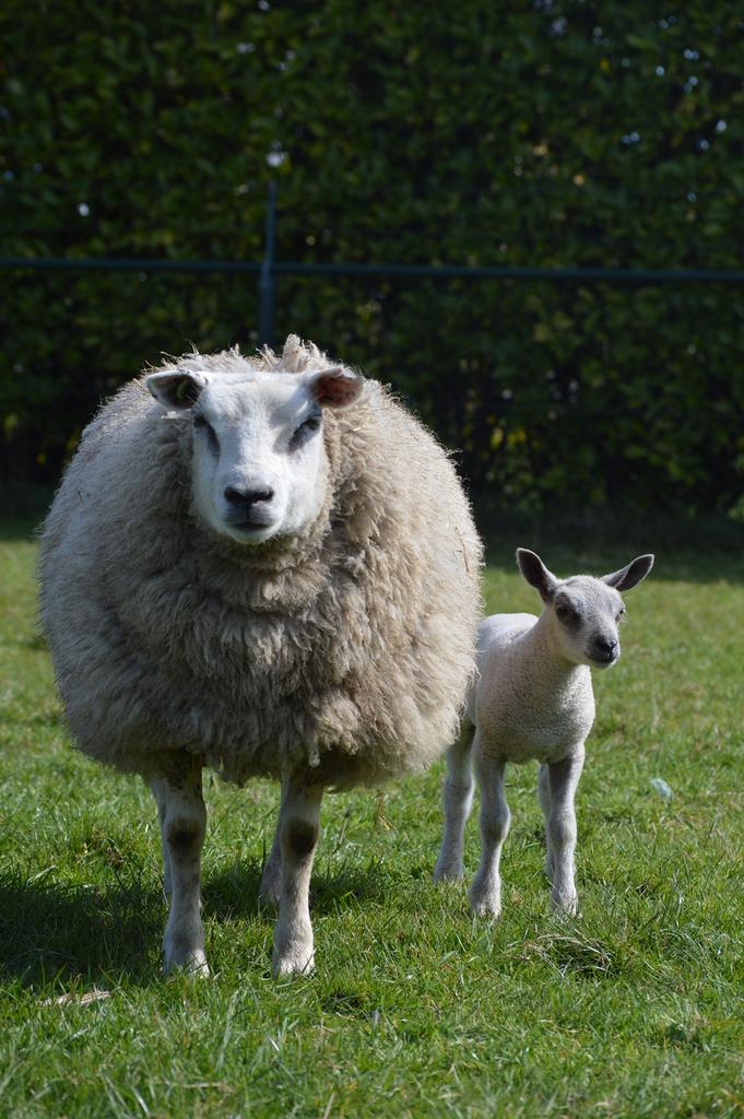 Schaap met lam, Schaap