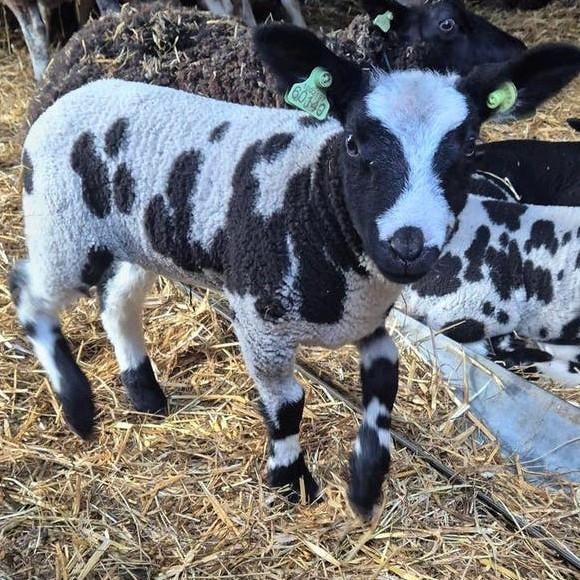Bonte ram, Dieren en Toebehoren, Schapen, Geiten en Varkens, Mannelijk, Schaap, 0 tot 2 jaar