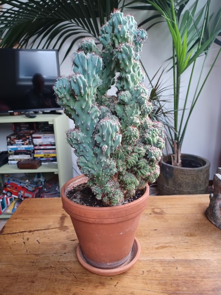 Cactus Peruvianus Monstrosus Blue Form, Ophalen, Cactus, Volle zon, Minder dan 100 cm