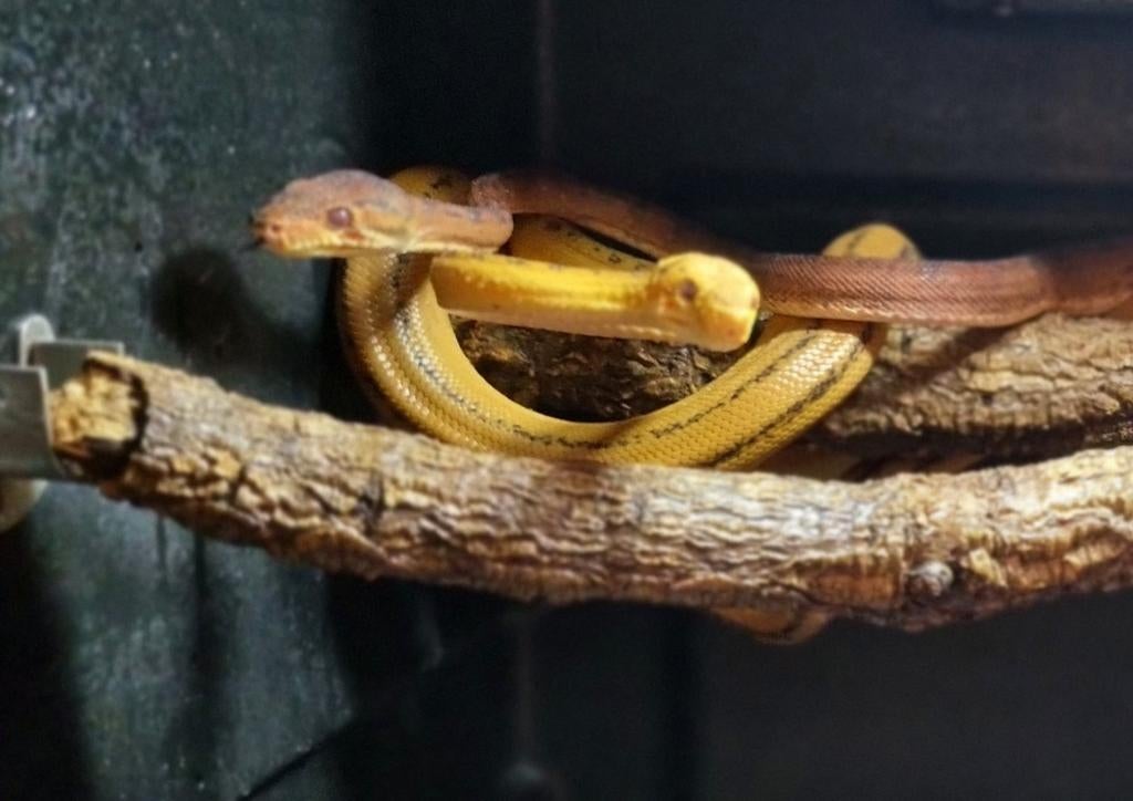 Couple Corallus Hortulanus reproducteur., Slang, 3 tot 6 jaar