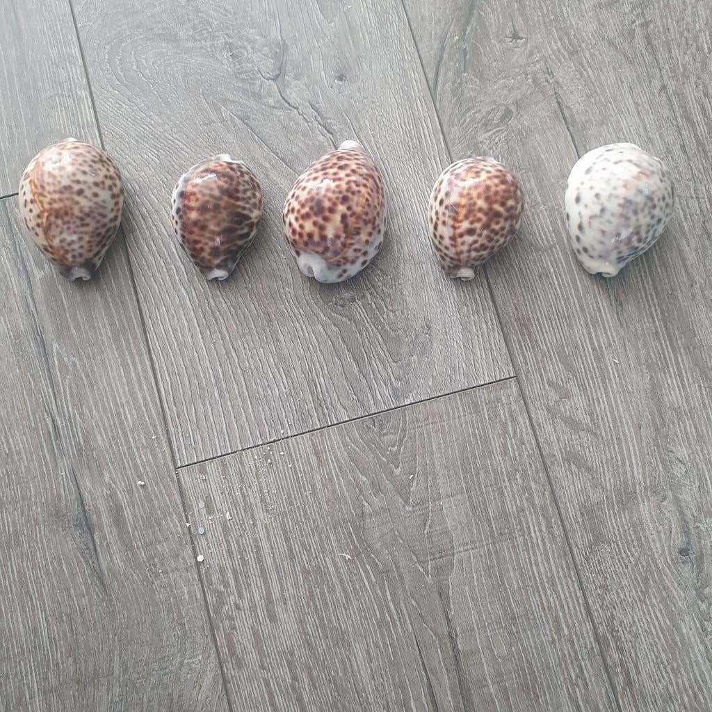 Vijf kauri schelpen, Ophalen