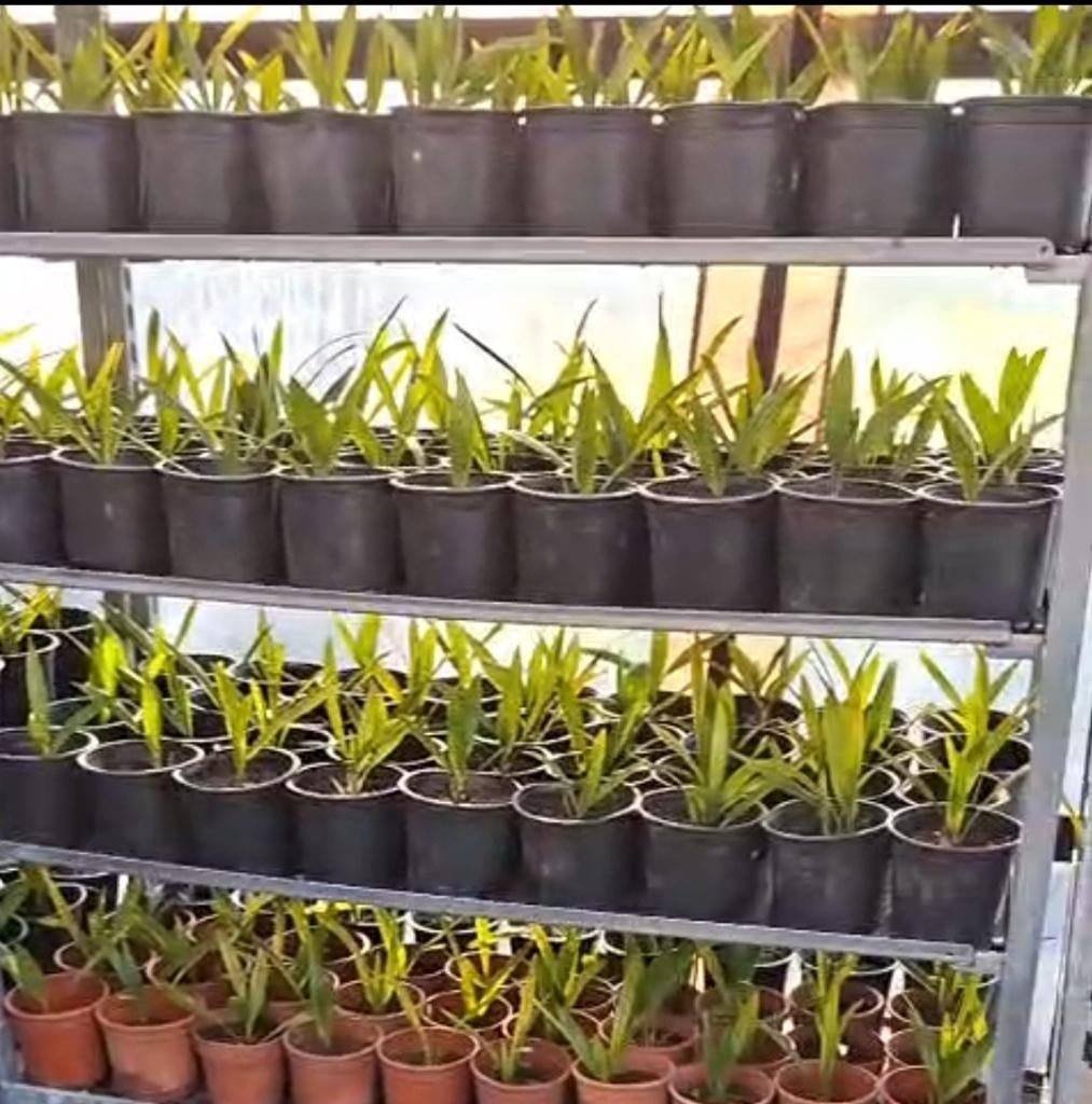 100 palmboom stekken | Trachycarpus wagnerianus, Tuin en Terras, Planten | Bomen, Verzenden, Lente, Minder dan 100 cm, Palmboom