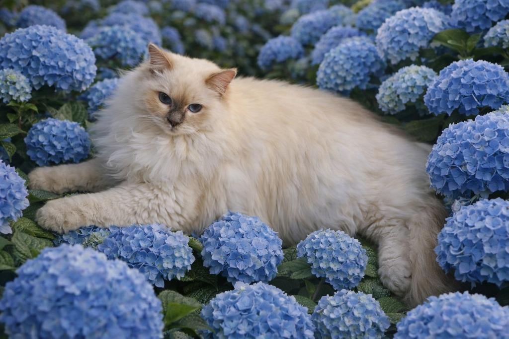 Ragdoll lilac dekkater, Dieren en Toebehoren, Katten en Kittens | Dekkaters