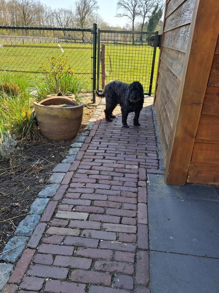 Overplaatsing zwarte Labradoodle met fijn karakter, Dieren en Toebehoren, 6 jaar of ouder, Parvo, Overige rassen, Teef