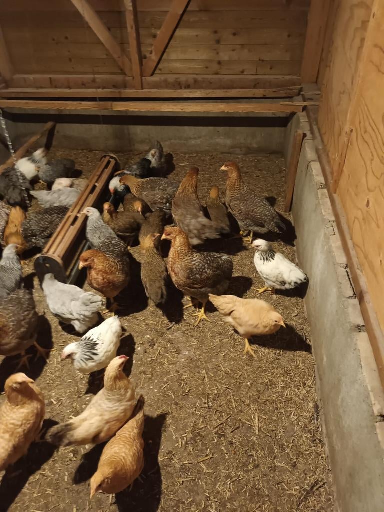 barnevelder kriel   bielefelder groot, Dieren en Toebehoren, Pluimvee, Vrouwelijk, Kip