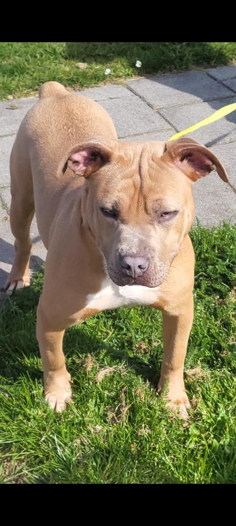 American Pitbull Bully type, Parvo, 15 weken tot 1 jaar, Overige rassen, Teef
