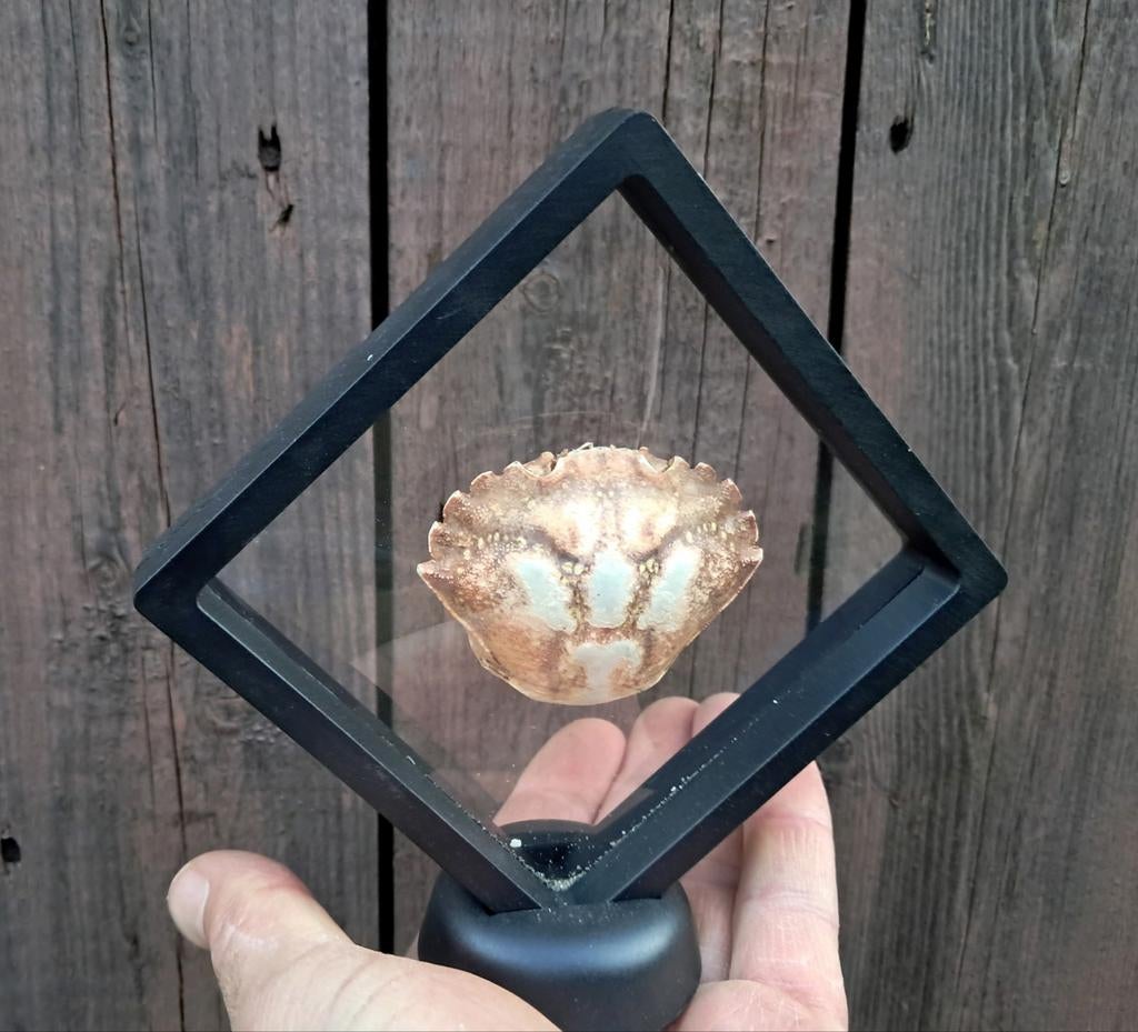 Krab in lijstje. Curiosa / rariteitenkabinet /, Ophalen of Verzenden, Zo goed als nieuw, Wild dier, Opgezet dier