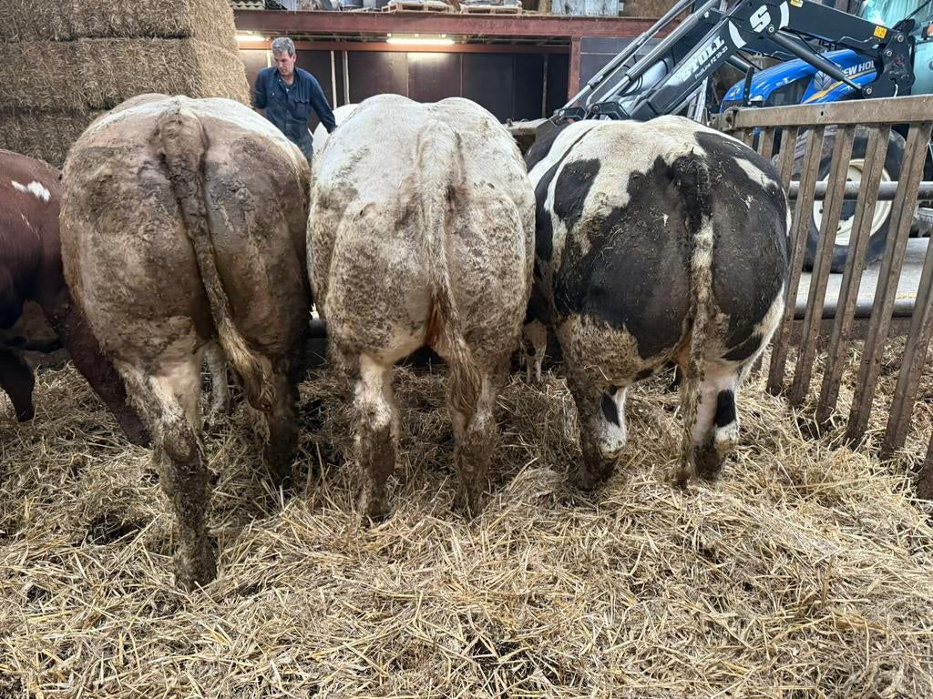 4 super luxe dikbil pinken te koop, Vrouwelijk