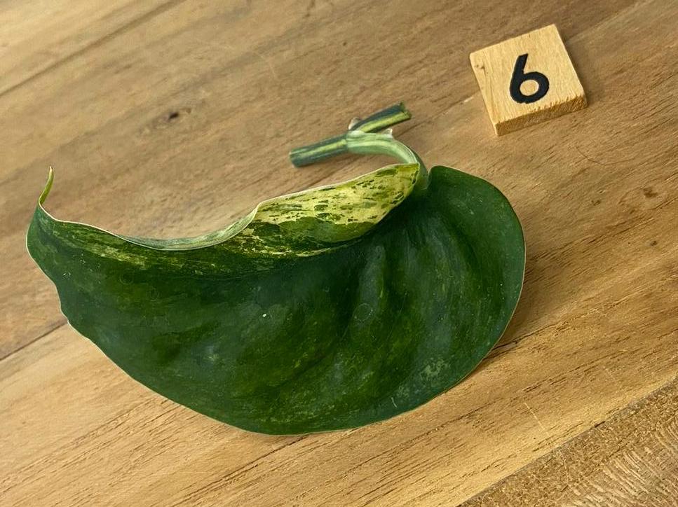 Scindapsus Jade Satin Variegata Stek #6, Ophalen of Verzenden, Halfschaduw, Minder dan 100 cm