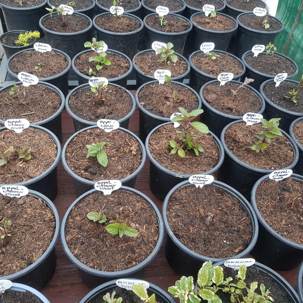 Kraampje in de voortuin met munt planten in pot, Ophalen, Volle zon, Vaste plant, Kruiden