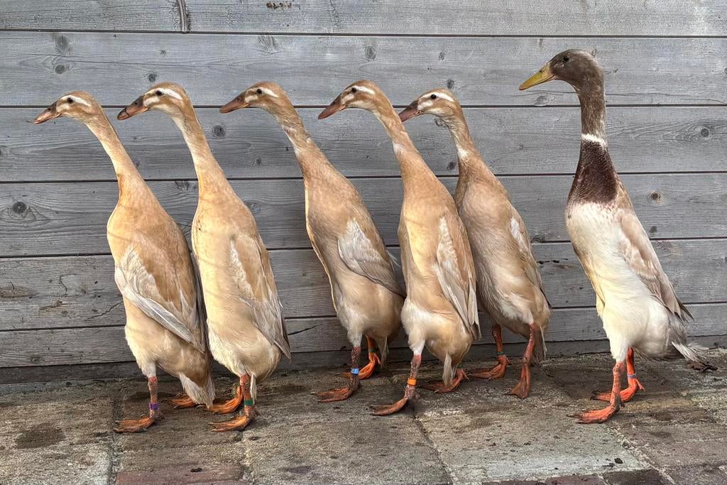 Indische Loopeend broedeieren in de kleurgroep erwtengeel, Geslacht onbekend, Eend