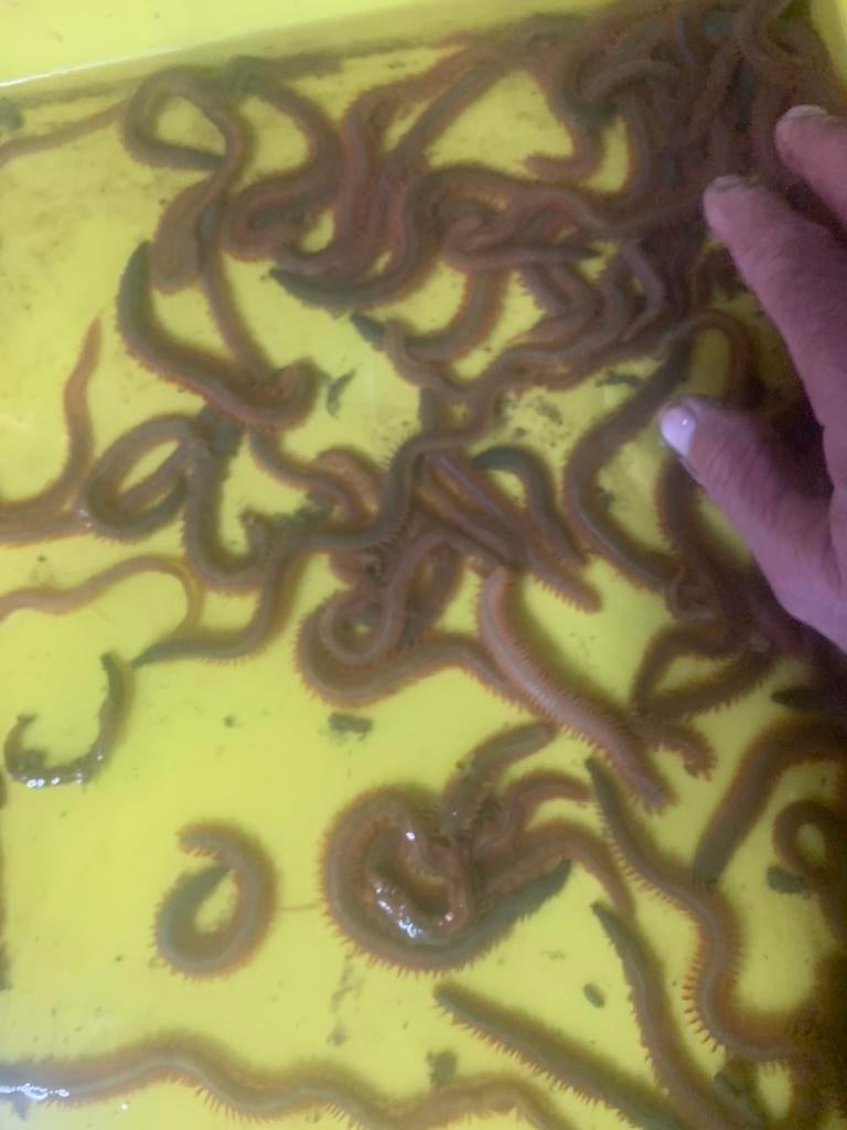 zeepieren en mooie kleine steekzagertjes, Ophalen, Overige typen