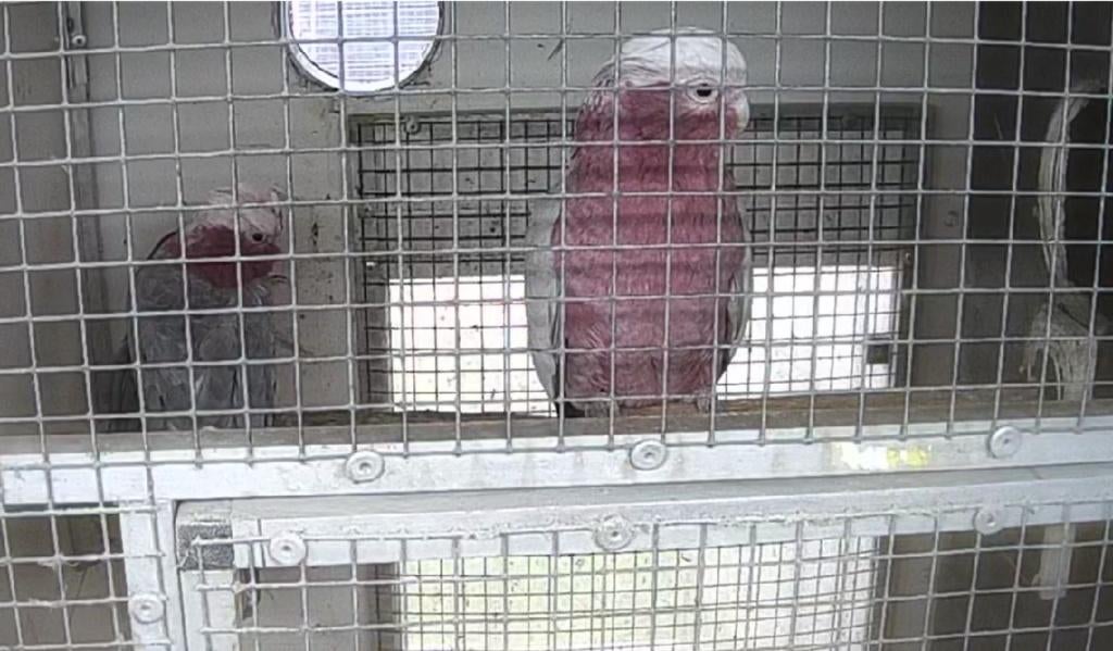 papegaai Kaketoe Rosé, Mannelijk, Papegaai, Geringd