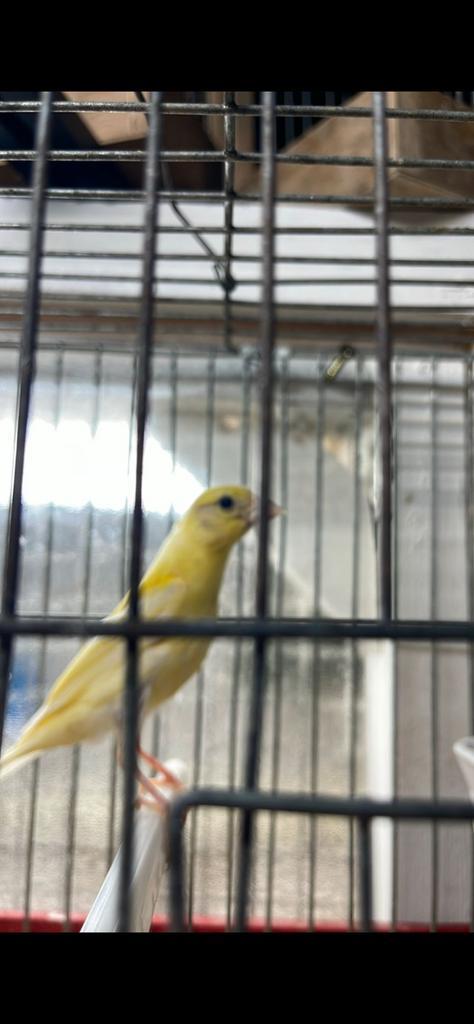 vogels, Vrouwelijk, Kleurkanarie