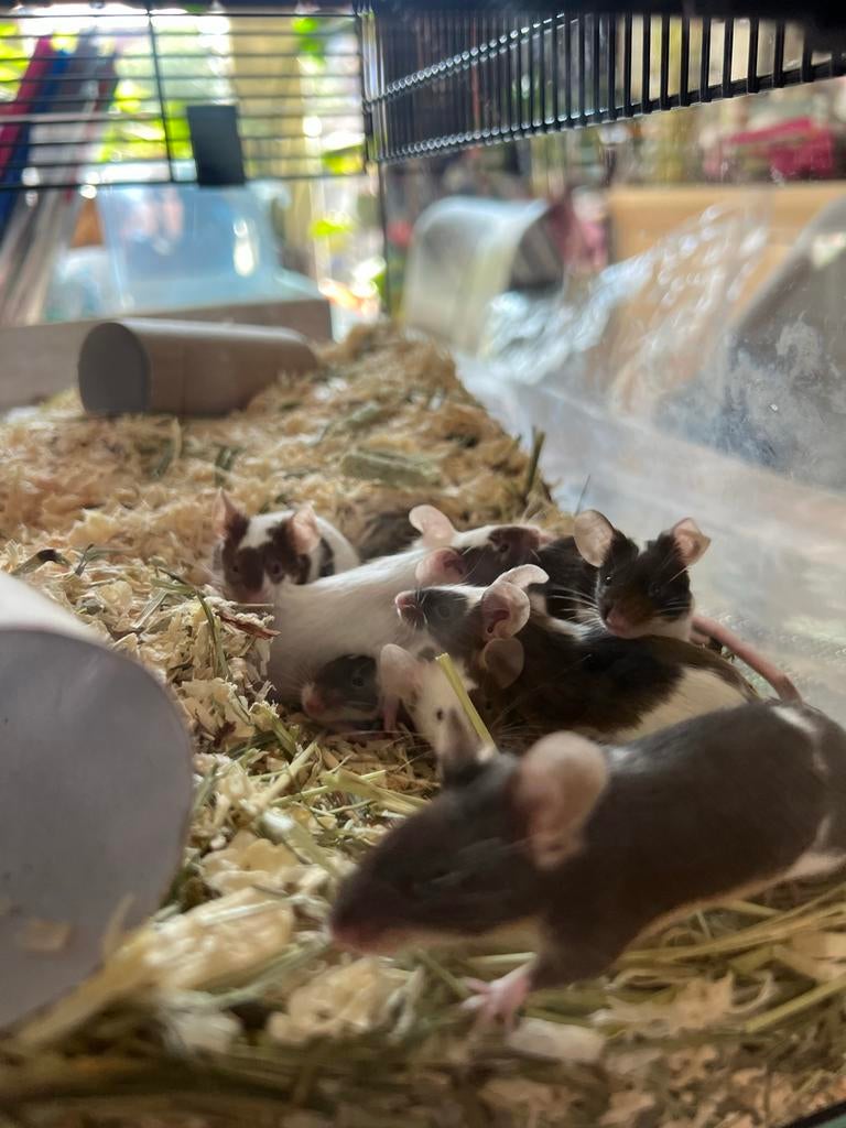 Verse kleur dwergmuizen - diverse leeftijden, Dieren en Toebehoren, Knaagdieren, Februari, Muis, Meerdere dieren, Tam