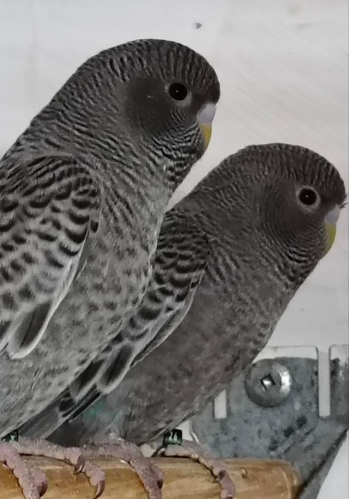 Parkieten Blackface, Meerdere dieren, Parkiet, Geringd