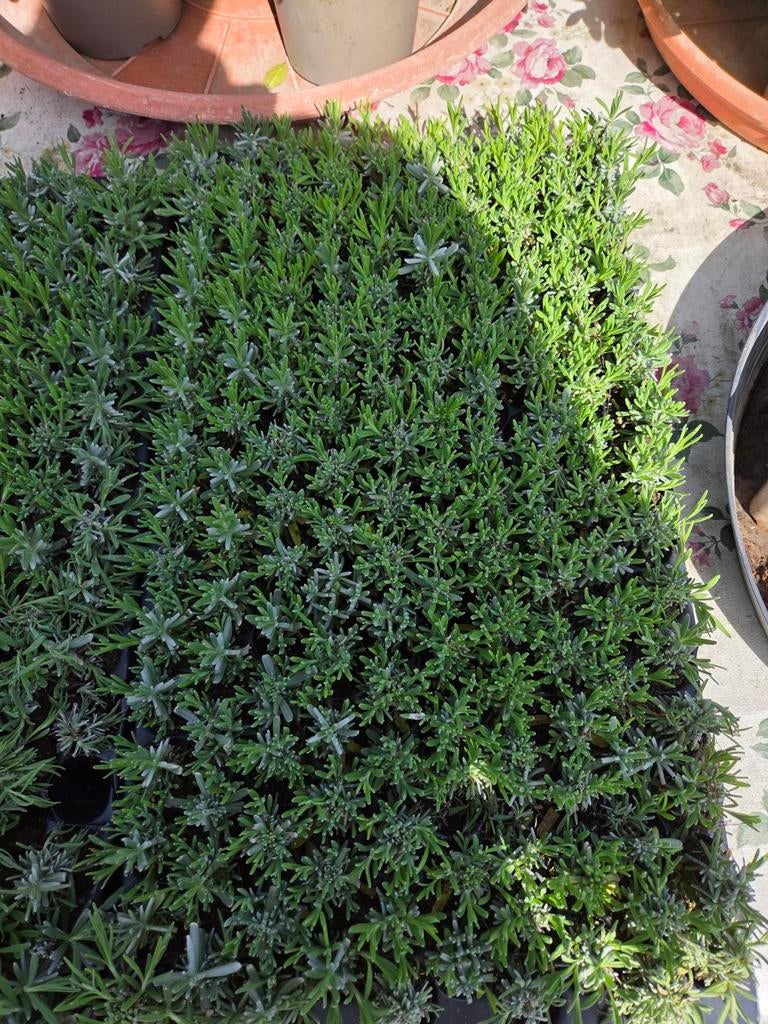 Lavendula aug Hidcote, Tuin en Terras, Planten | Tuinplanten, Volle zon, Vaste plant, Zomer, Ophalen