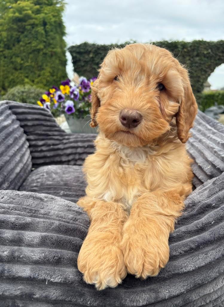 Labradoodle pups medium, Nederland, Overige rassen, 8 tot 15 weken, Meerdere