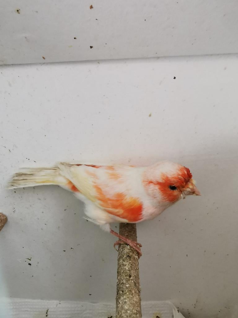 Rood mozaïek, Dieren en Toebehoren, Vogels | Kanaries, Mannelijk, Kleurkanarie