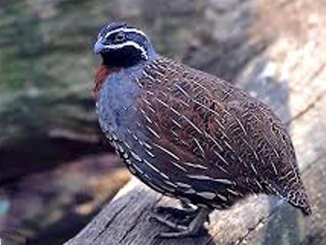 Gezocht parelkwartel, Meerdere dieren, Kip