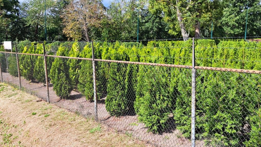 Haagconiferen en solitaire coniferen, Ophalen of Verzenden, Conifeer, 100 tot 250 cm