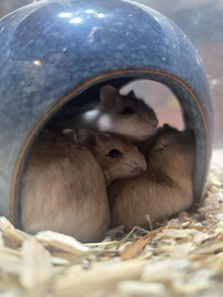 Dwerghamsters, hamster, Dieren en Toebehoren, Januari, Meerdere dieren, Hamster