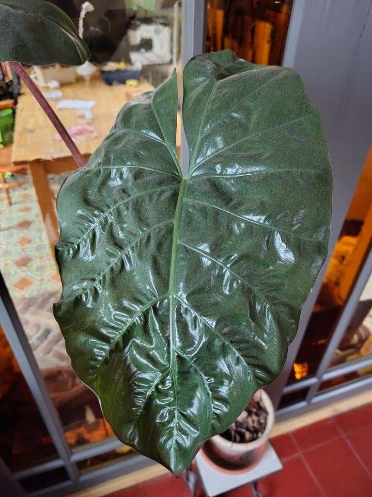 Alocasia Yucatan Princess - Prachtige kamerplant, Ophalen