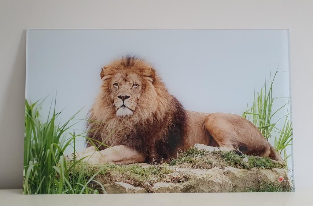 Schilderij foto print op plexiglas leeuw 40x60, Ophalen of Verzenden, Print, Minder dan 50 cm