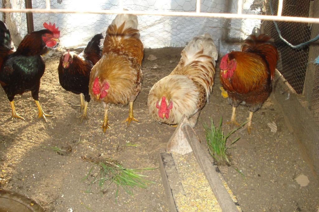 Wyandotte en Barnevelder Kriel HANEN, Dieren en Toebehoren, Pluimvee, Kip, Mannelijk