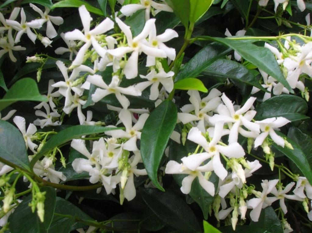 Toscaanse jasmijn - Trachelospermum jasminoides te koop!!, Vaste plant, Ophalen of Verzenden, Halfschaduw, Klimplanten