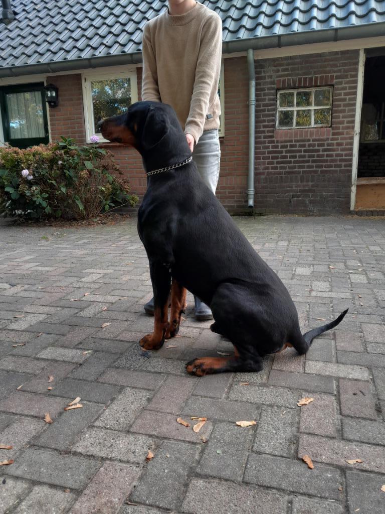 Dobermann dekreu ter dekking, Reu, 1 tot 2 jaar, Parvo, Eén hond