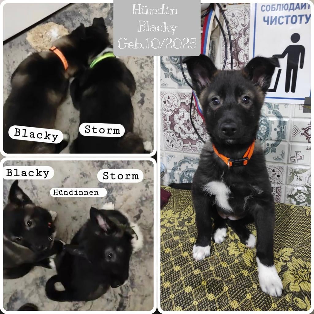 Pups zoeken een thuis, asielhondje, Particulier, 15 weken tot 1 jaar, Overige rassen, Buitenland