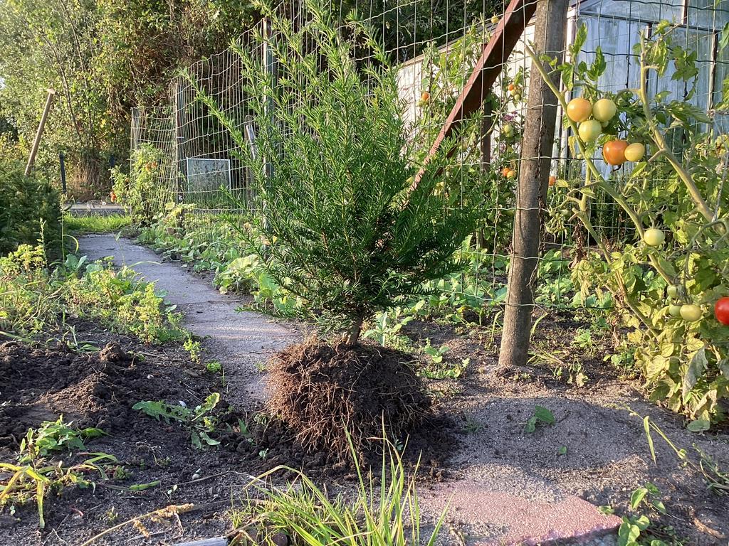 Taxus, Ophalen of Verzenden, Taxus, Minder dan 100 cm