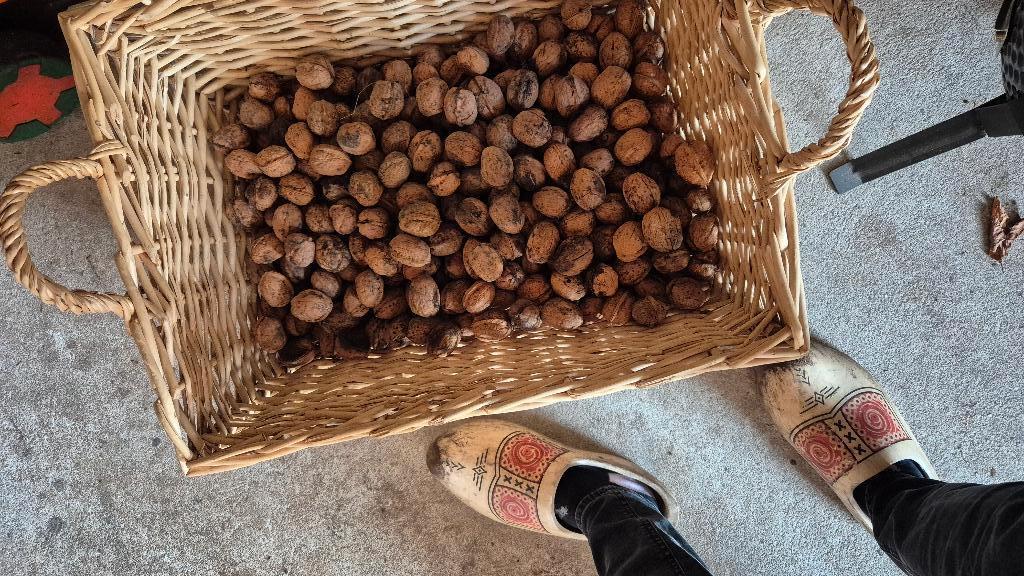 biologische walnoten in dop (5 euro p/kg), Diversen, Levensmiddelen, Ophalen of Verzenden